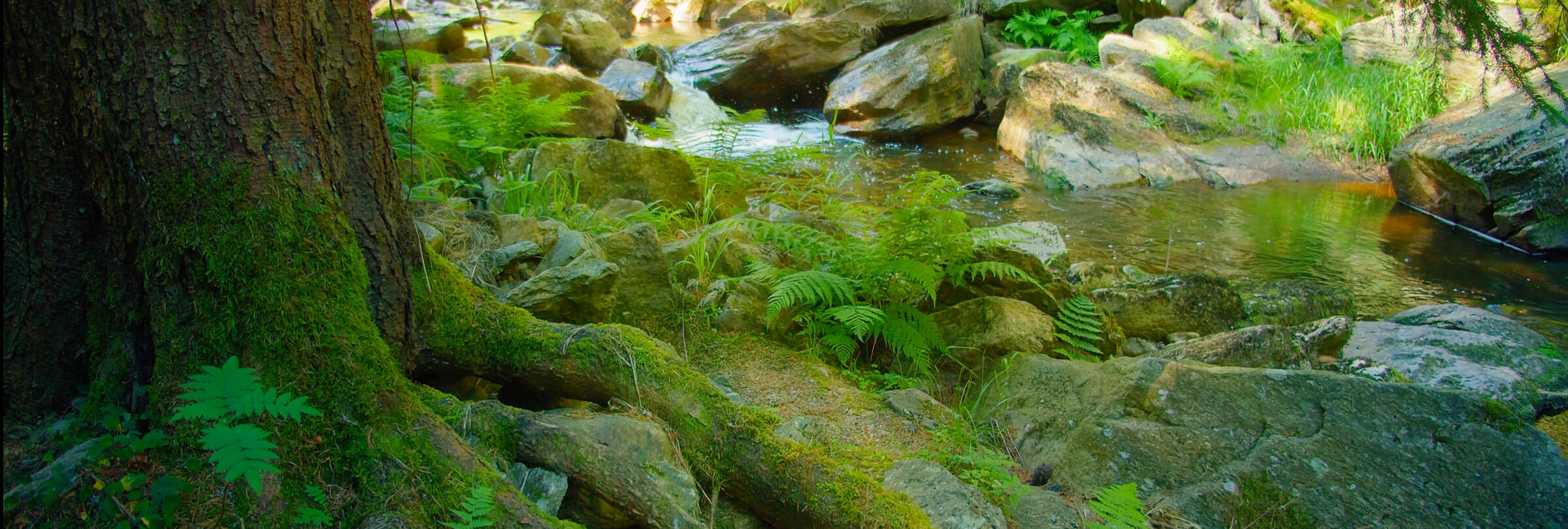 Tranquil Mountain Stream for Sleep, Tinnitus Relief and Calm – Natural Soundscape from New Zealand