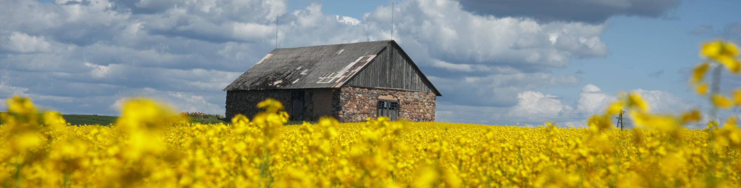 Breathtaking Fields of Dreams Wildflowers and Tranquil Soundscape